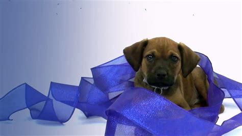 North Shore Animal League America.